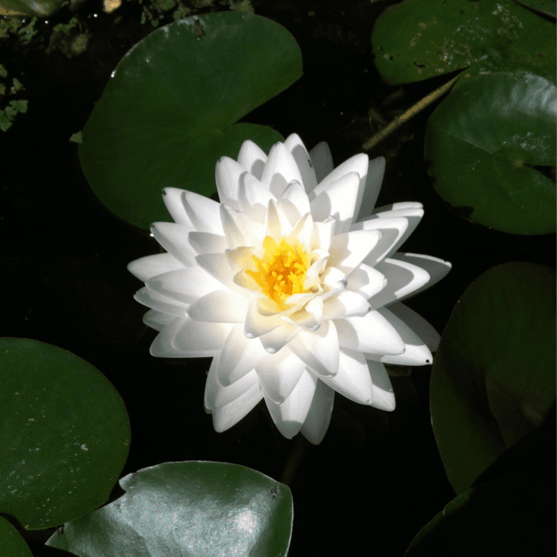 Hardy Water Lily White 'Hal Miller' (Nymphaea ' Hal Miller') - 8" Pot