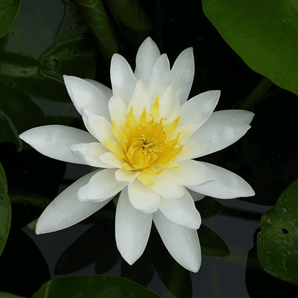 Hardy Water Lily White 'Marliac White' (Nymphaea 'Marilac White') - 8" Pot