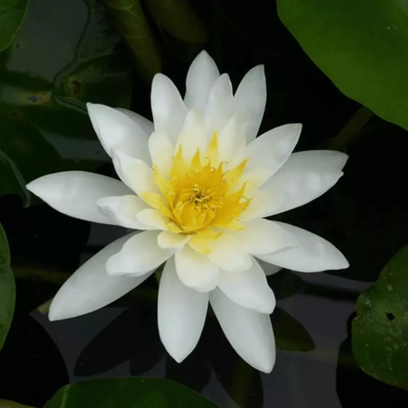 Hardy Water Lily White 'Marliac White' (Nymphaea 'Marilac White') - 8" Pot