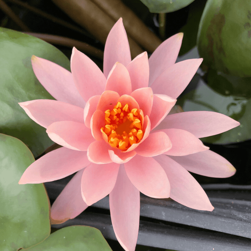 Hardy Water Lily Peach 'Colorado' (Nymphaea 'Colorado') - 8" Pot