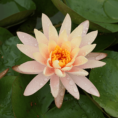 Hardy Water Lily Peach 'Peach Glow' (Nymphaea 'Peach Glow') - 8" Pot