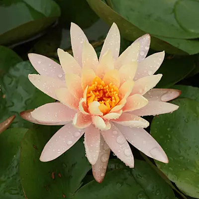 Hardy Water Lily Peach 'Peach Glow' (Nymphaea 'Peach Glow') - 8" Pot
