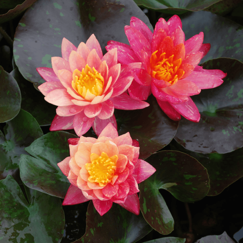 Hardy Water Lily Peach 'Wanvisa' (Nymphaea ' Wanvisa') - 8" Pot