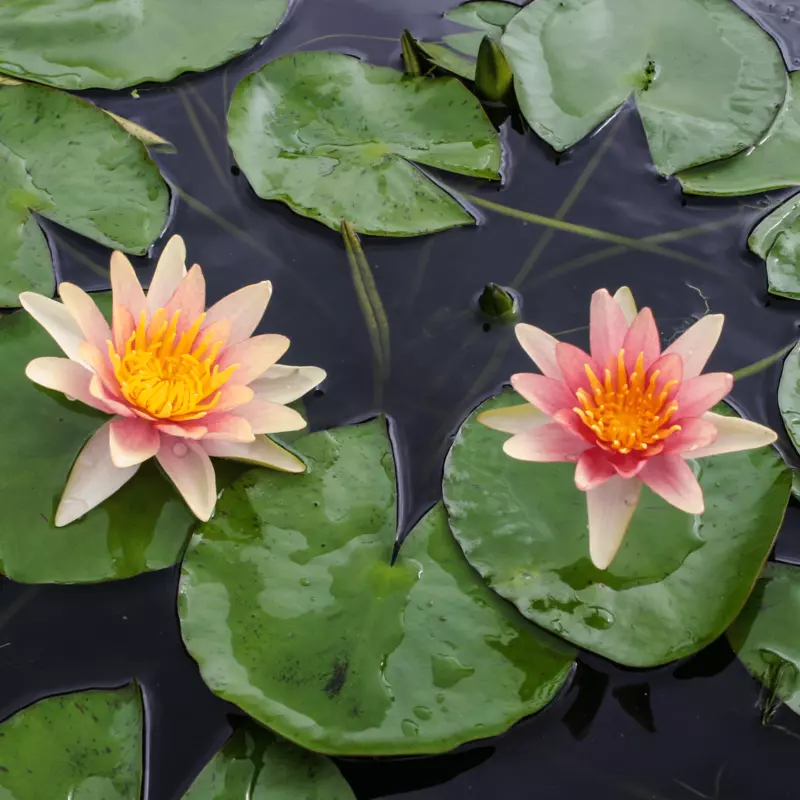 Hardy Water Lily Changeable 'Sioux' (Nymphaea 'Sioux') - 8" Pot
