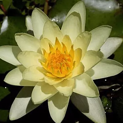 Hardy Water Lily Yellow 'Moorei' (Nymphaea 'Moorei') - 8" Pot
