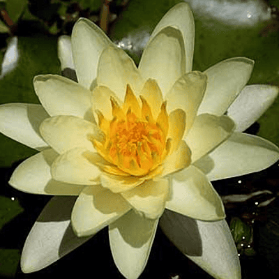 Hardy Water Lily Yellow 'Moorei' (Nymphaea 'Moorei') - 8" Pot