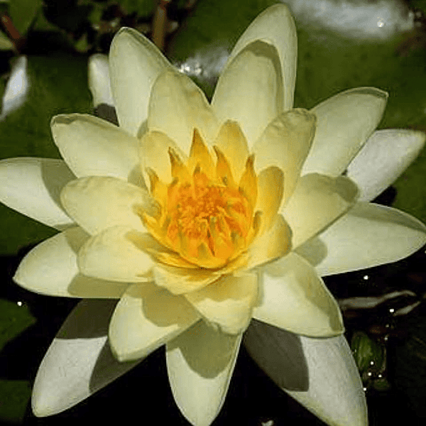Hardy Water Lily Yellow 'Moorei' (Nymphaea 'Moorei') - 8" Pot