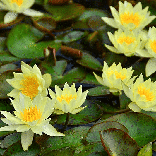 Hardy Water Lily (Dwarf) Yellow 'Pygmy Helova' (Nymphaea 'Pygmy Helova') - 8" Pot