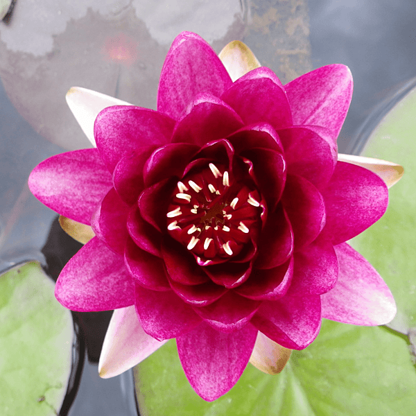 Hardy Water Lily Red 'Almost Black' (Nymphaea 'Almost Black') - 8" Pot