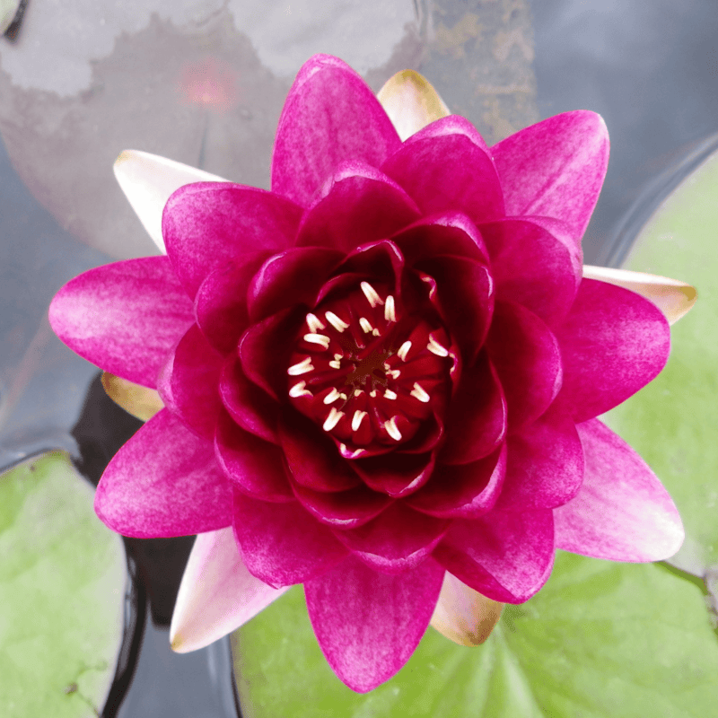 Hardy Water Lily Red 'Almost Black' (Nymphaea 'Almost Black') - 8" Pot