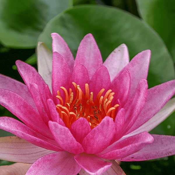 Hardy Water Lily Red 'Gloriosa' (Nymphaea 'Gloriosa') - 8" Pot