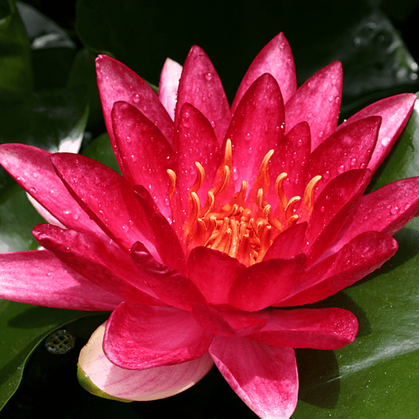 Hardy Water Lily Red 'Steven Strawn' (Nymphaea 'Steven Strawn') - 8" Pot