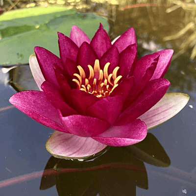 Hardy Water Lily Red 'Sultan' (Nymphaea 'Sultan') - 8" Pot