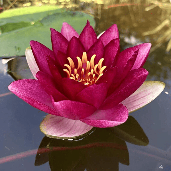 Hardy Water Lily Red 'Sultan' (Nymphaea 'Sultan') - 8" Pot