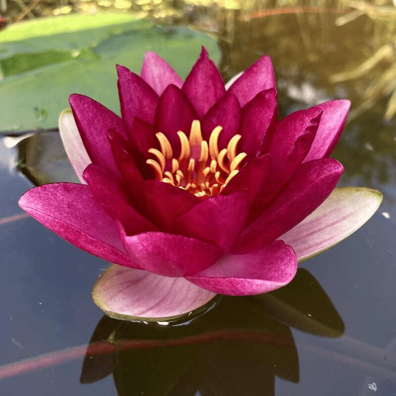 Hardy Water Lily Red 'Sultan' (Nymphaea 'Sultan') - 8" Pot