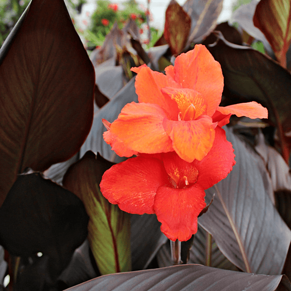 Canna 'Australia' (Canna sp. 'Australia') - 10" Pot