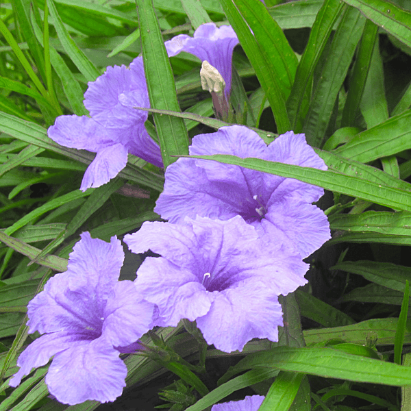 Dwarf Blue Bells (Ruellia brittoniana) - 10" Bulb Pot