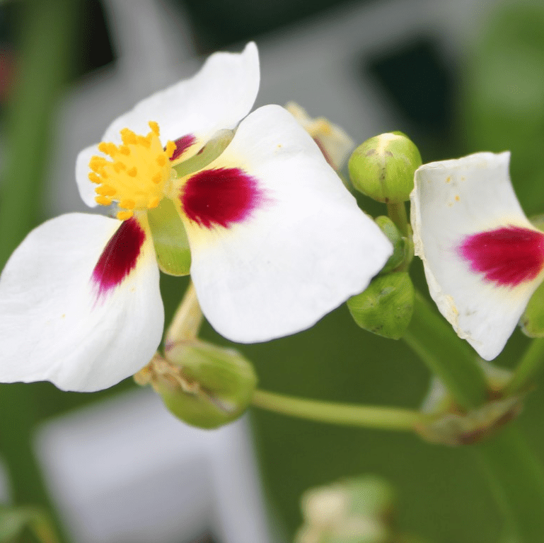 Ruby-Eyed Arrowhead (Sagittaria montevidensis) - 10" Bulb Pot
