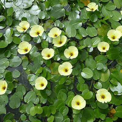 Water Poppy (Hydrocleys nymphoides) - 10" Bulb Pot