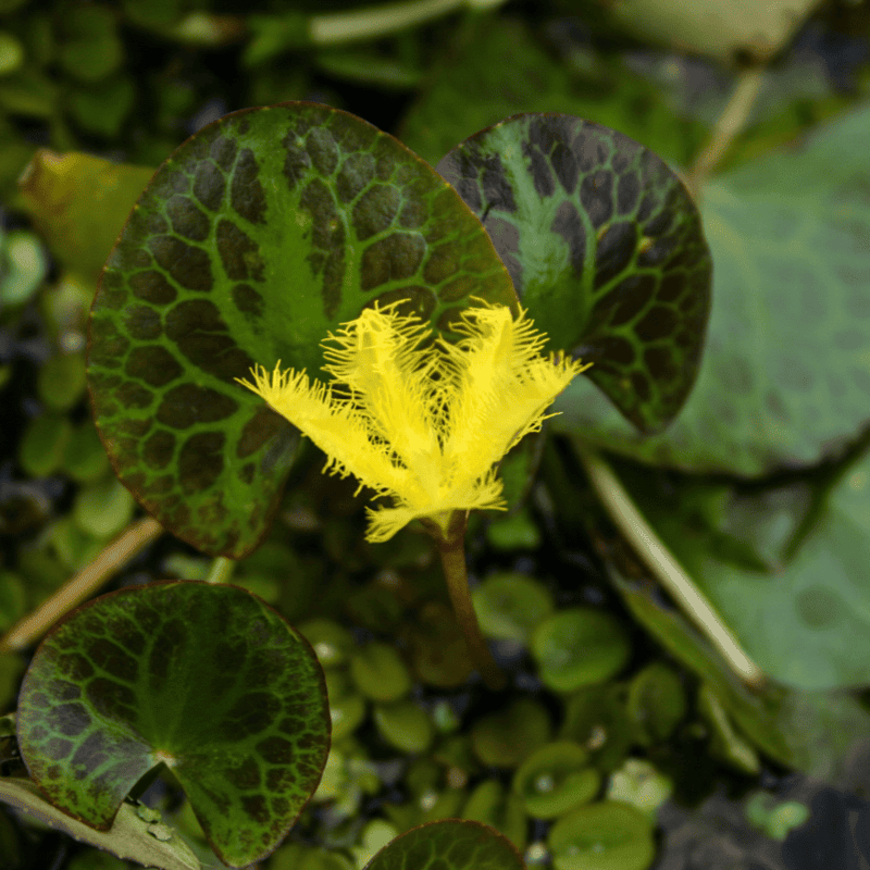 Yellow Snowflake (Nymphoides geminata) - 10" Bulb Pot
