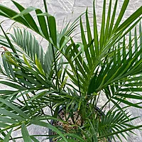Cat Palm (Chamaedorea cataractarum) - 14" Pot