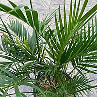 Cat Palm (Chamaedorea cataractarum) - 14" Pot