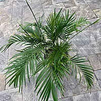 Cat Palm (Chamaedorea cataractarum) - 14" Pot