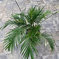 Cat Palm (Chamaedorea cataractarum) - 14" Pot