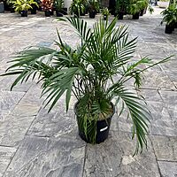 Cat Palm (Chamaedorea cataractarum) - 14" Pot