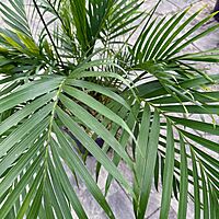 Cat Palm (Chamaedorea cataractarum) - 14" Pot