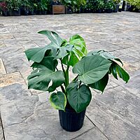 Monstera deliciosa (Swiss Cheese Plant) - 10" Pot - Bush