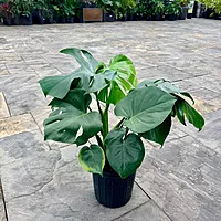Monstera deliciosa (Swiss Cheese Plant) - 10" Pot - Bush