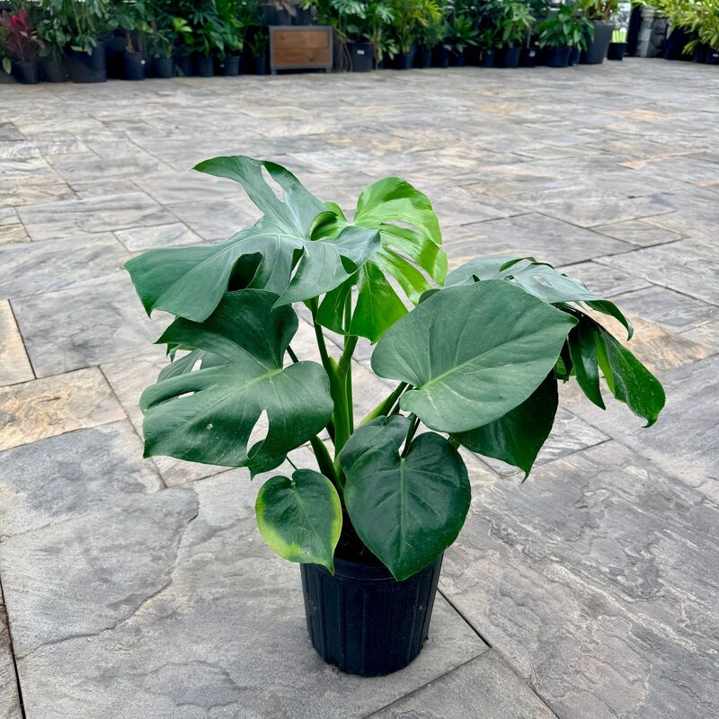 Monstera deliciosa (Swiss Cheese Plant) - 10" Pot - Bush