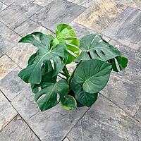 Monstera deliciosa (Swiss Cheese Plant) - 10" Pot - Bush