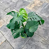 Monstera deliciosa (Swiss Cheese Plant) - 10" Pot - Bush