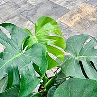 Monstera deliciosa (Swiss Cheese Plant) - 10" Pot - Bush