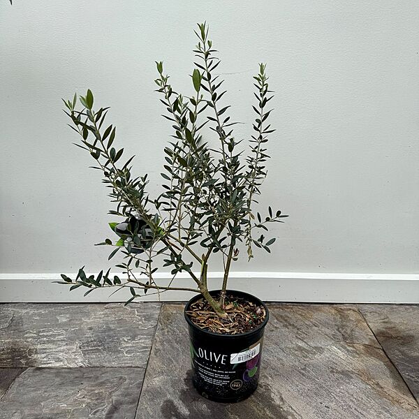 Olive Tree (Olea europaea) - 7" Pot