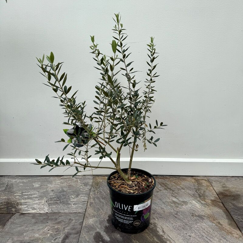 Olive Tree (Olea europaea) - 7" Pot