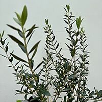 Olive Tree (Olea europaea) - 7" Pot