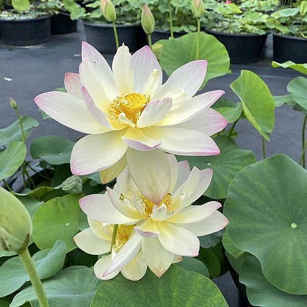 Lotus - Green Maiden (Nelumbo 'Green Maiden') - Tub