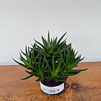 Haworthia - Assorted (Haworthia - Assorted) - 4" Pot