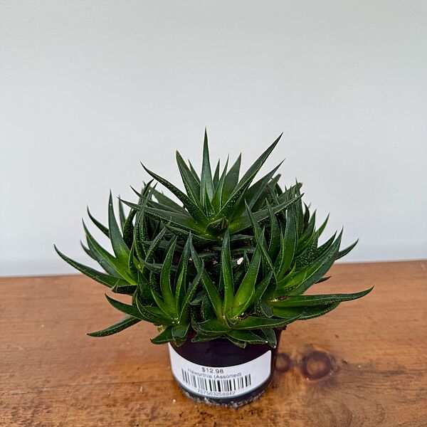 Haworthia - Assorted (Haworthia - Assorted) - 4" Pot