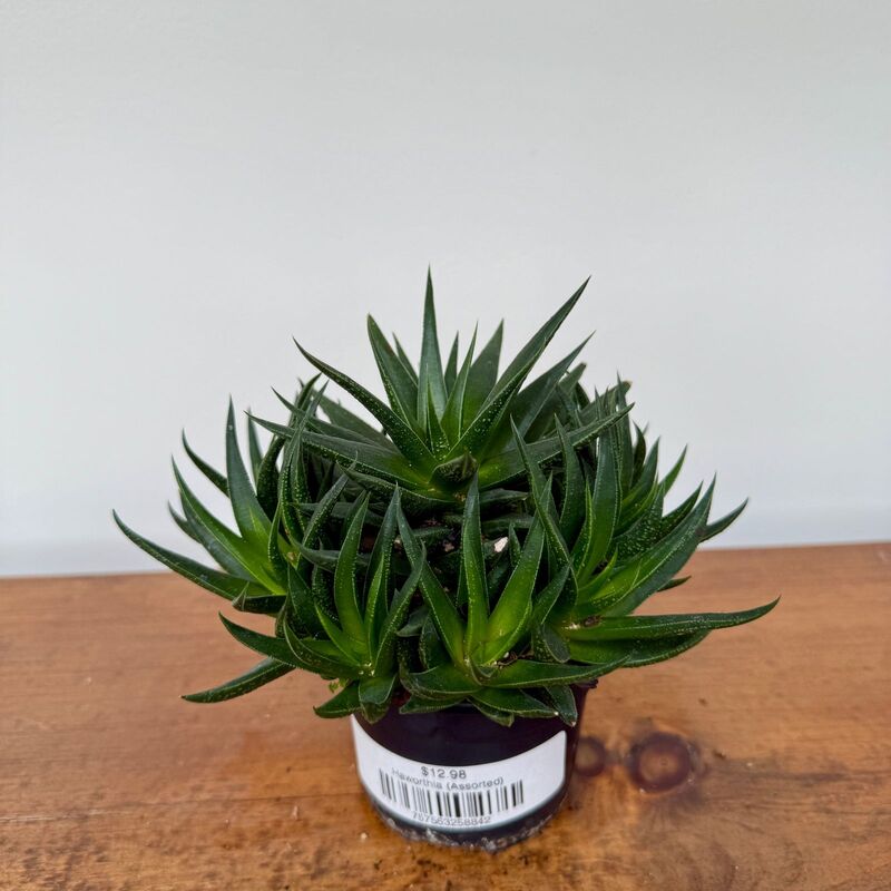Haworthia - Assorted (Haworthia - Assorted) - 4" Pot