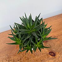 Haworthia - Assorted (Haworthia - Assorted) - 4" Pot
