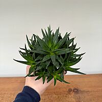 Haworthia - Assorted (Haworthia - Assorted) - 4" Pot