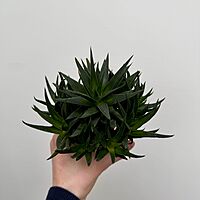 Haworthia - Assorted (Haworthia - Assorted) - 4" Pot