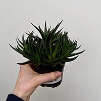Haworthia - Assorted (Haworthia - Assorted) - 4" Pot