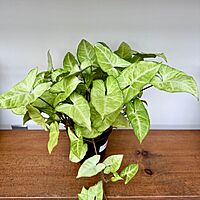 White Butterfly Syngonium (Syngonium podophyllum) - 6" Pot