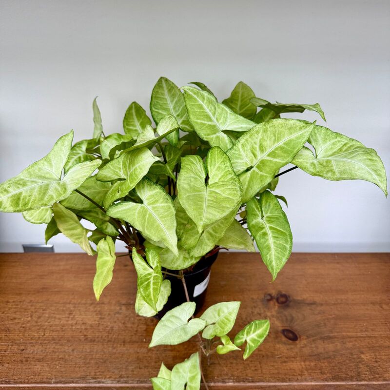 White Butterfly Syngonium (Syngonium podophyllum) - 6" Pot