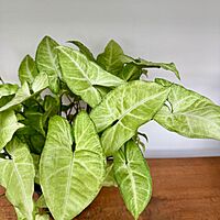 White Butterfly Syngonium (Syngonium podophyllum) - 6" Pot